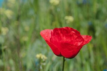 Naklejka premium Landscape nature- red poppy
