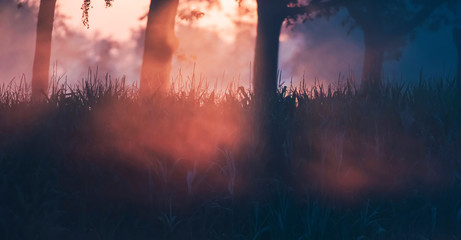 Sunbeams through trees and tall grass during misty sunrise.