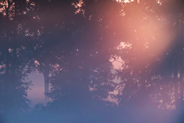 Obraz na płótnie Canvas Sunrays through trees during foggy sunrise.