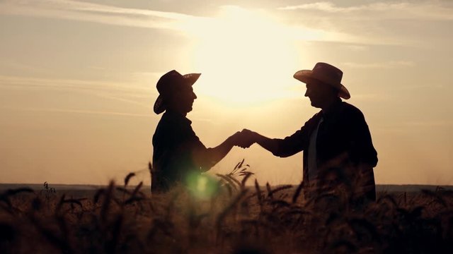 eam work. Two farmers stand at sunset in a wheat field, and discuss the new crop.. Farmers use new technologies in agriculture. Growing organic products.