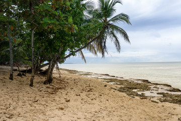 beach, beach life, beachfront, blue, carib, caribbean, caribbean beach, caribe, coastline, coconut,...