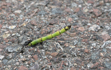 Horsetail, Equisetum plant growing out of asphalt