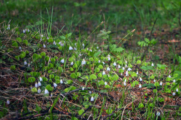 Naklejka na ściany i meble Spring forest flowers. First spring flowers that growing in the forest.