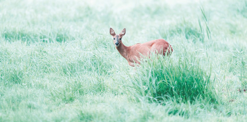 Female roe deer in meadow on foggy morning.