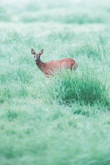 Female roe deer in meadow on foggy morning.