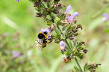 bee and flowers