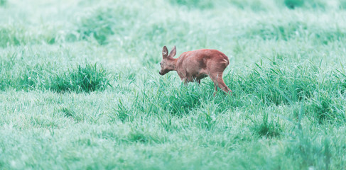 Female roe deer in meadow on foggy morning.