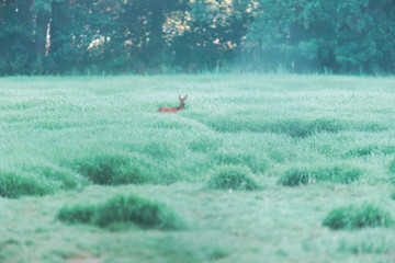 Obraz na płótnie Canvas Female roe deer between tall grass in misty pasture.