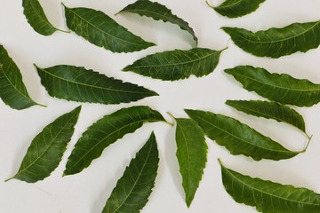 cannabis leaves on green background