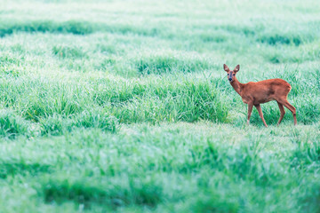 Roe deer in foggy grassland with high grass. Side view.