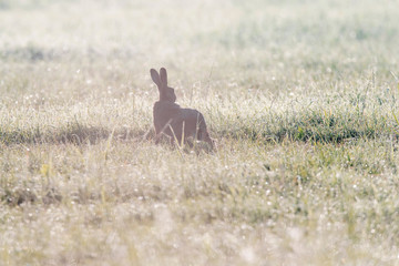 Silhouette of hare in foggy pasture early in the morning.