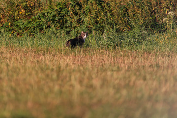 Alert tabby cat in sunny grassland near bushes.