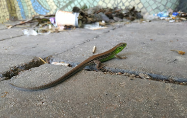 Common lizard basking on the dump by careless people.