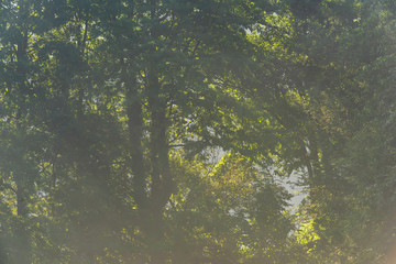 Obraz na płótnie Canvas Green foliage of trees on foggy morning during spring.