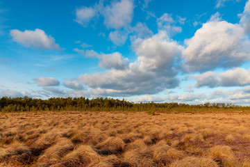 View on the typical Estonian bog at sunny winter day without snow. Dried yellow bog grass and pine forest at the background.