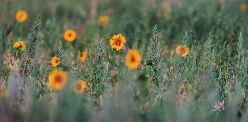 Some blooming sunflowers in field.
