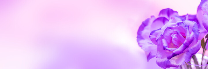 Macro shot of beatiful violet rose flowers, panorama view, banner.