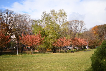 秋の公園2