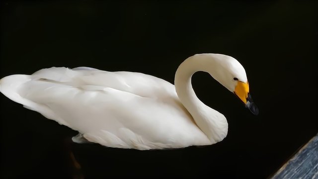 La bellezza del cigno