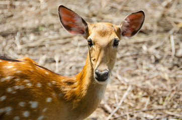 Portrait of a spotted deer with long eyelashes, pink ears on a Sunny day in the wild.