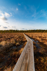 View on the wooden pathway on the typical Estonian bog at sunny winter day without snow. Dried yellow bog grass and pine forest at the background.