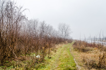 Trees sums on the bank of the Danube-Tisa-Danube, Serbia