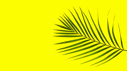 Obraz premium Tropical green palm leaf on yellow background.