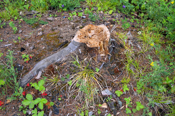 Stump of a freshly cut tree in a forest close-up. Top view of a fresh tree stump in a forest close-up.