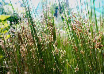 Soft Rush, Common Rush, Juncus Effusus.