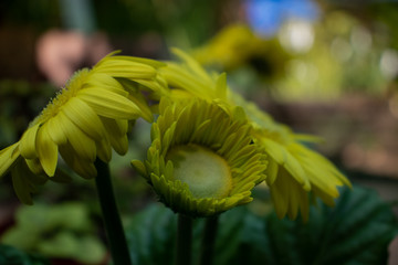 Photograph of daisy flowers outdoors in garden,