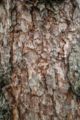 Texture faded orange larch bark