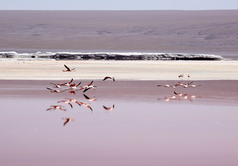 Flying flamingo group is reflecting in the colorful salt lake, which is main attraction for tourists in the bolivien highland.