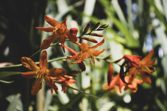 Orange Crocosmia aurea flowers. common names - falling stars, Valentine flower, or montbretia