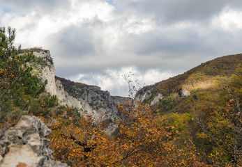 canyon and autumn forest