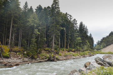 Obraz premium Fast mountain river against the background of a pine forest on cloudy days.