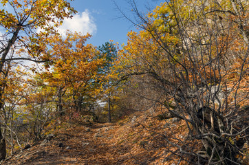 Fototapeta na wymiar mountain trail in autumn forest