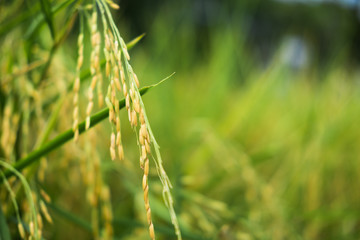 Close up of rice field