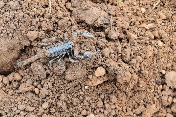 black scorpion on dirty soil ground
