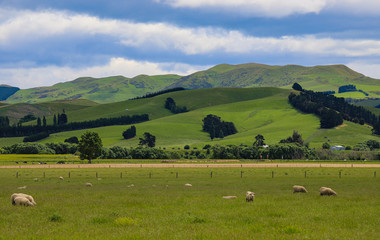 Fototapeta premium new zealand landscape with sheep