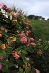 flowers in the garden