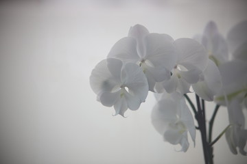 Fototapeta premium white flowers on a black background