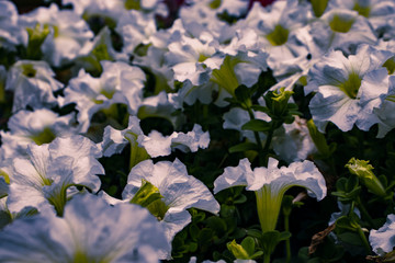 White petunia flower in blossom during summer outdoors.