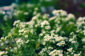 Small white alyssum flowers on plant outdoors.