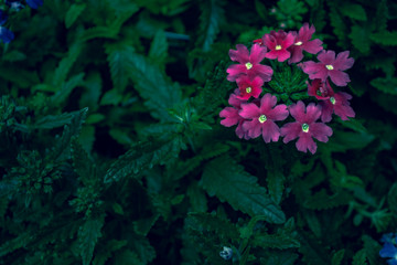 Garden Verbena growing outdoors in summer. 