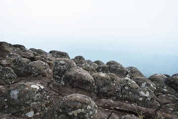 details lichen on strange rock in forest