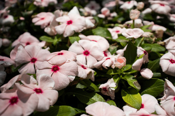 Madagascar Periwinkle plant outdoors during summer. The Flower is White with a pink or red middle. Other names include - bright eyes, Cape periwinkle, graveyard plant, pink/rose periwinkle, old maid.