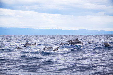 Fototapeta premium Dolphin in Cebu jumping out of the water