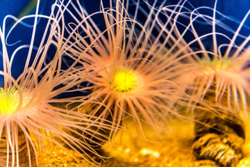 Obraz premium Animali