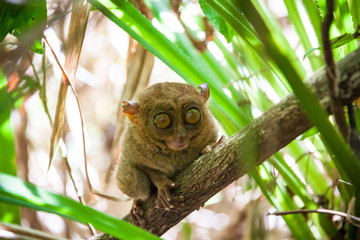 Philippine tarsier surroundings in a tropical forest in Bohol Island
