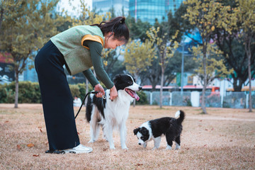 Asia girl is playing with her border collies 